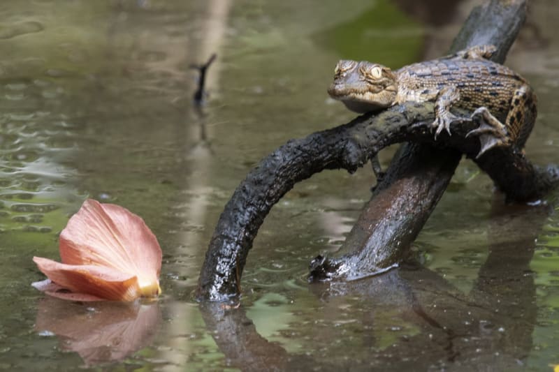 Malí krokodýli začínají hmyzem a korýši