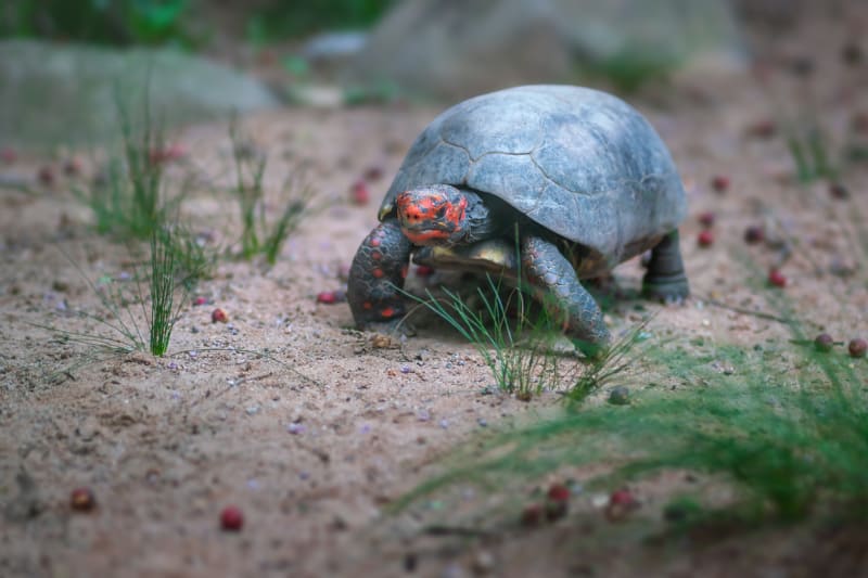 Červené zbarvení hlavy je pro želvy uhlířské (Chelonoidis carbonaria) typické