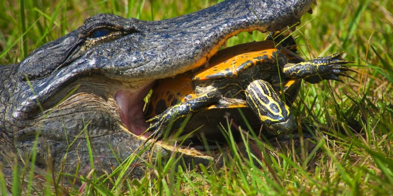 Krunýře želv jsou většinou odolné - tento aligátor nakonec svou oběť musel pustit