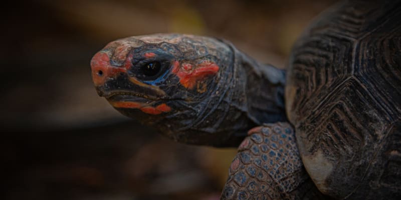 Domorodci tomuto druhu želv většinou říkají Jabuti