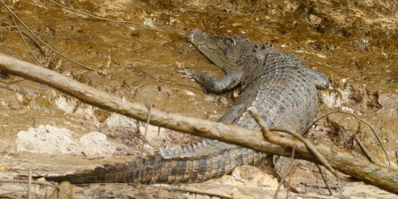 Krokodýl mořský je největším známým krokodýlem