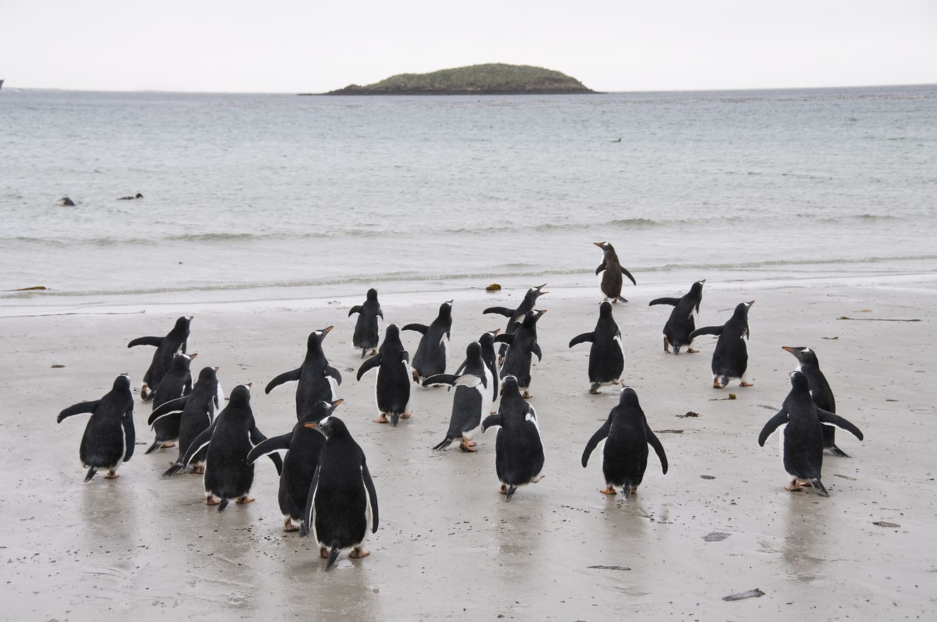 Ptačí chřipka zasáhla kolonii tučňáků oslích na Falklandech
