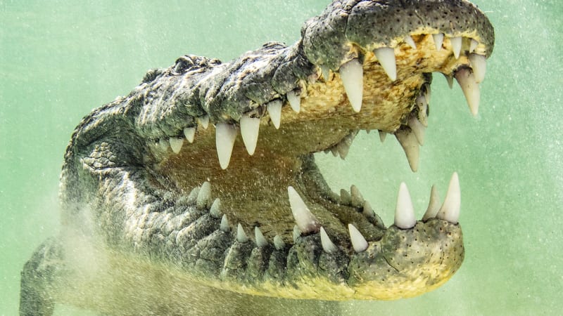 Gigantický krokodýl zabije až 300 lidí ročně. Podívejte se, jak se vrhá na svou kořist