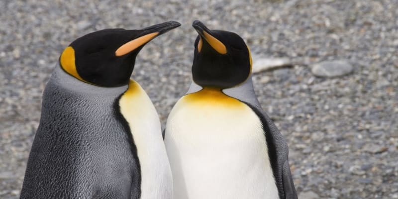 Ohrožení jsou i tučňáci královští, minimálně jeden dospělý jedinec podlehl viru H151