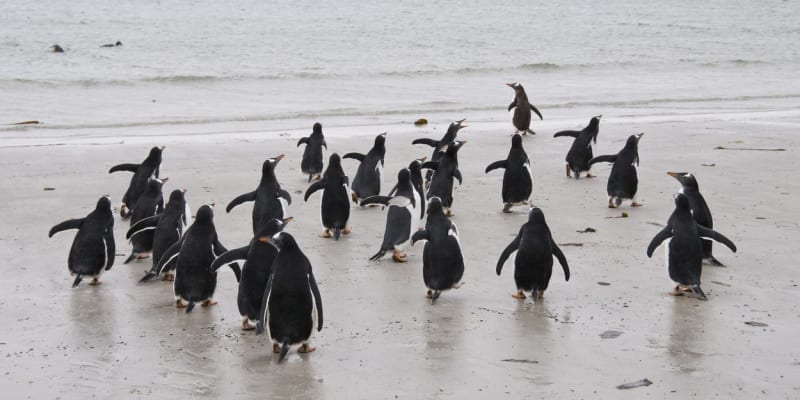 Ptačí chřipka zasáhla kolonii tučňáků oslích na Falklandech
