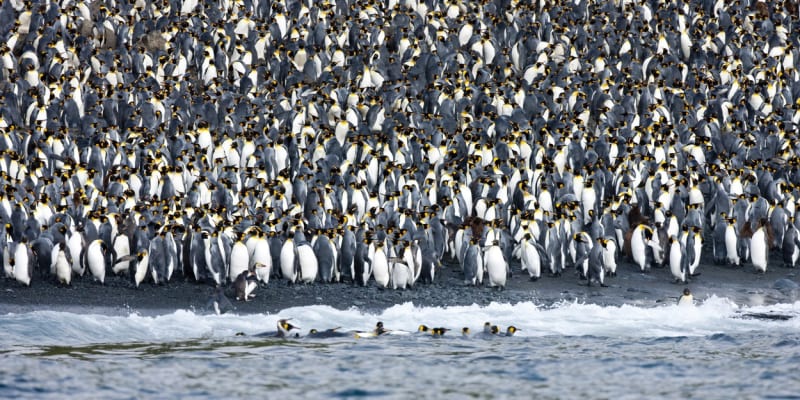 Problémem je období rozmnožování, kdy se tučňáci ve velkých kolonií těsně shlukují a přenos viru tak může být velmi snadný