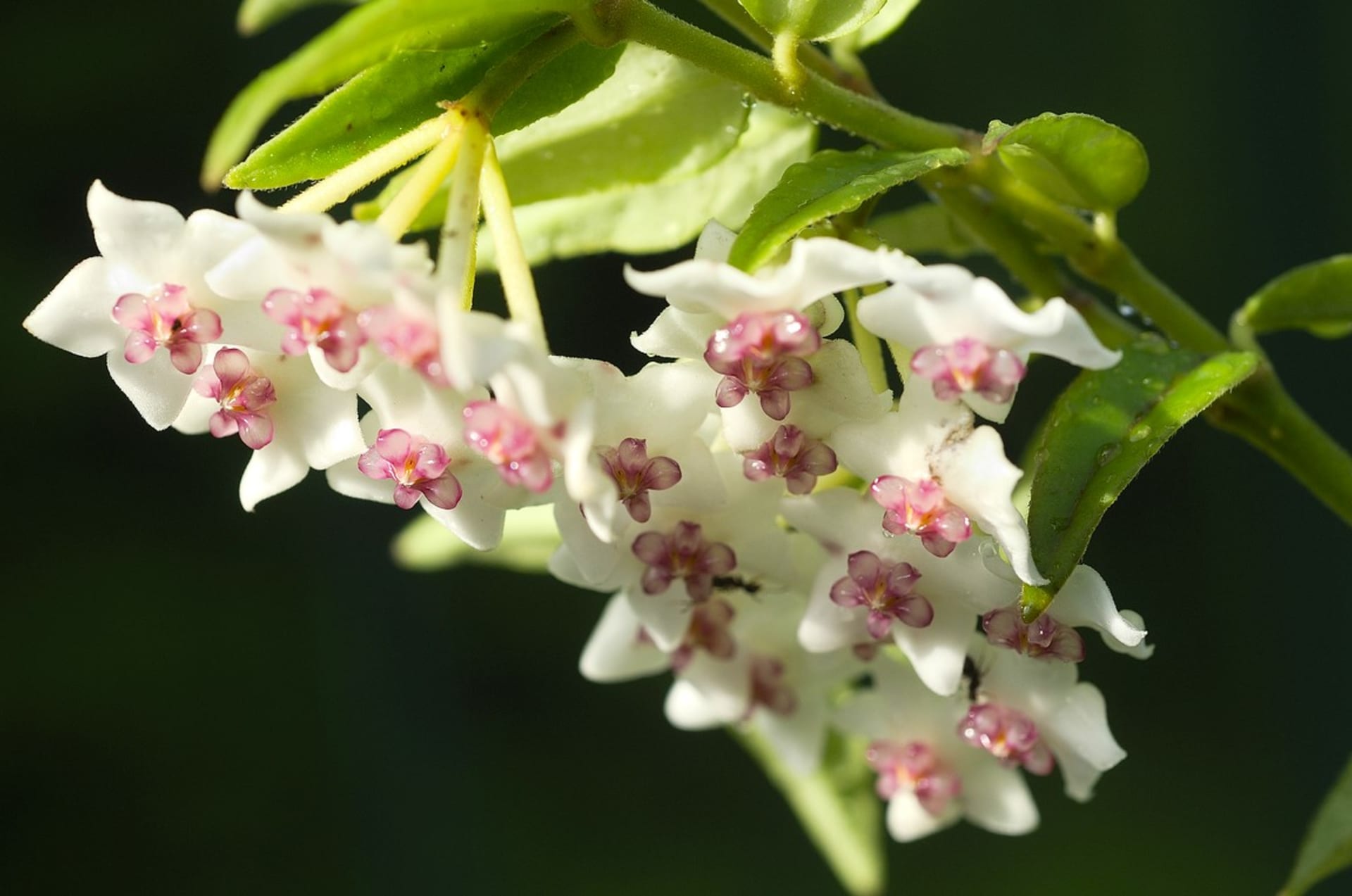 Voskovka Hoya kerrii: Pokud se rostlince dobře daří, vykvétá na jaře drobnými a vonnými květy. 