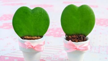 Srdíčková voskovka je ideální valentýnskou květinou. Jak ji pěstovat