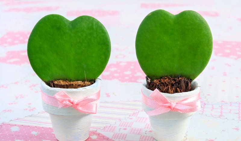Už jste přemýšleli nad opravdu originálním valentýnským dárkem? Poohlédněte se včas po zajímavé rostlině, kterou najdete pod různými názvy. Latinsky se jmenuje Hoya kerrii, ale říká se jí i valentýnská nebo srdíčková voskovka či hoja vosková.