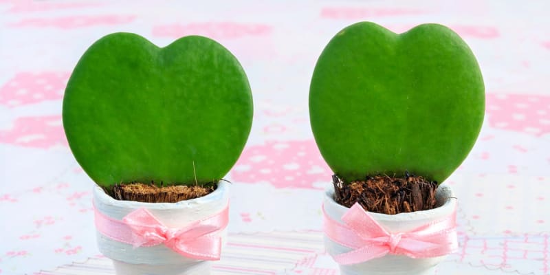 Už jste přemýšleli nad opravdu originálním valentýnským dárkem? Poohlédněte se včas po zajímavé rostlině, kterou najdete pod různými názvy. Latinsky se jmenuje Hoya kerrii, ale říká se jí i valentýnská nebo srdíčková voskovka či hoja vosková.