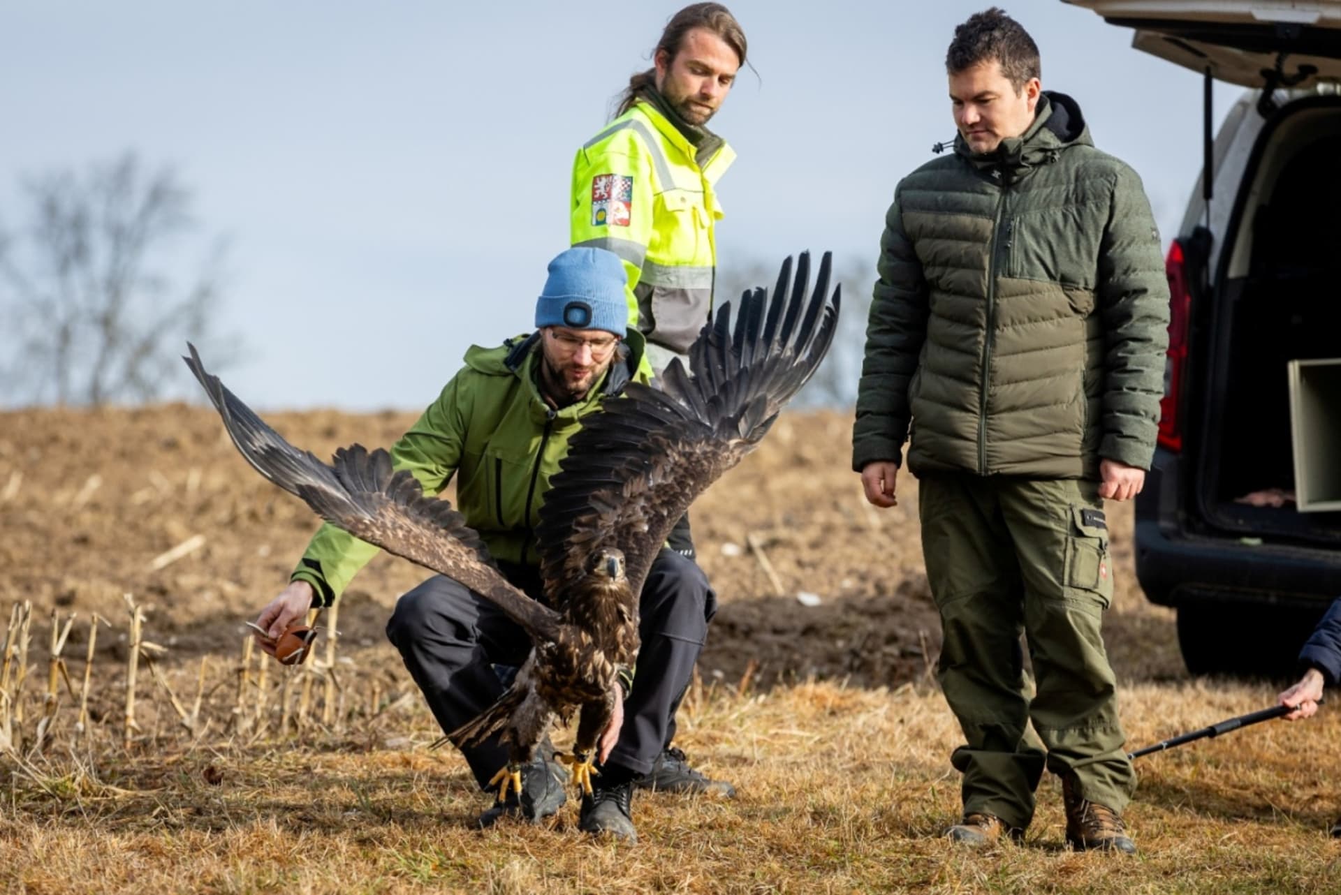 Vypuštění mláděte orla mořského z Horní Cerekve na Pelhřimovsku