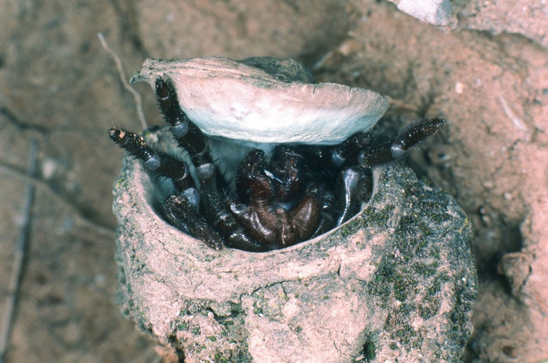 Sklípákovití pavouci si staví doupata připomínající  trubky