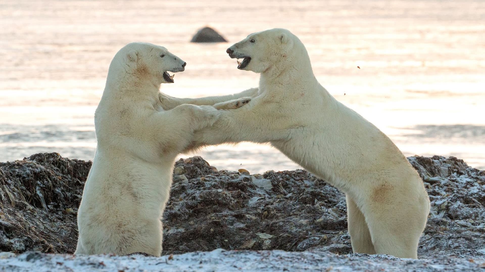 Zápas ledních medvědů