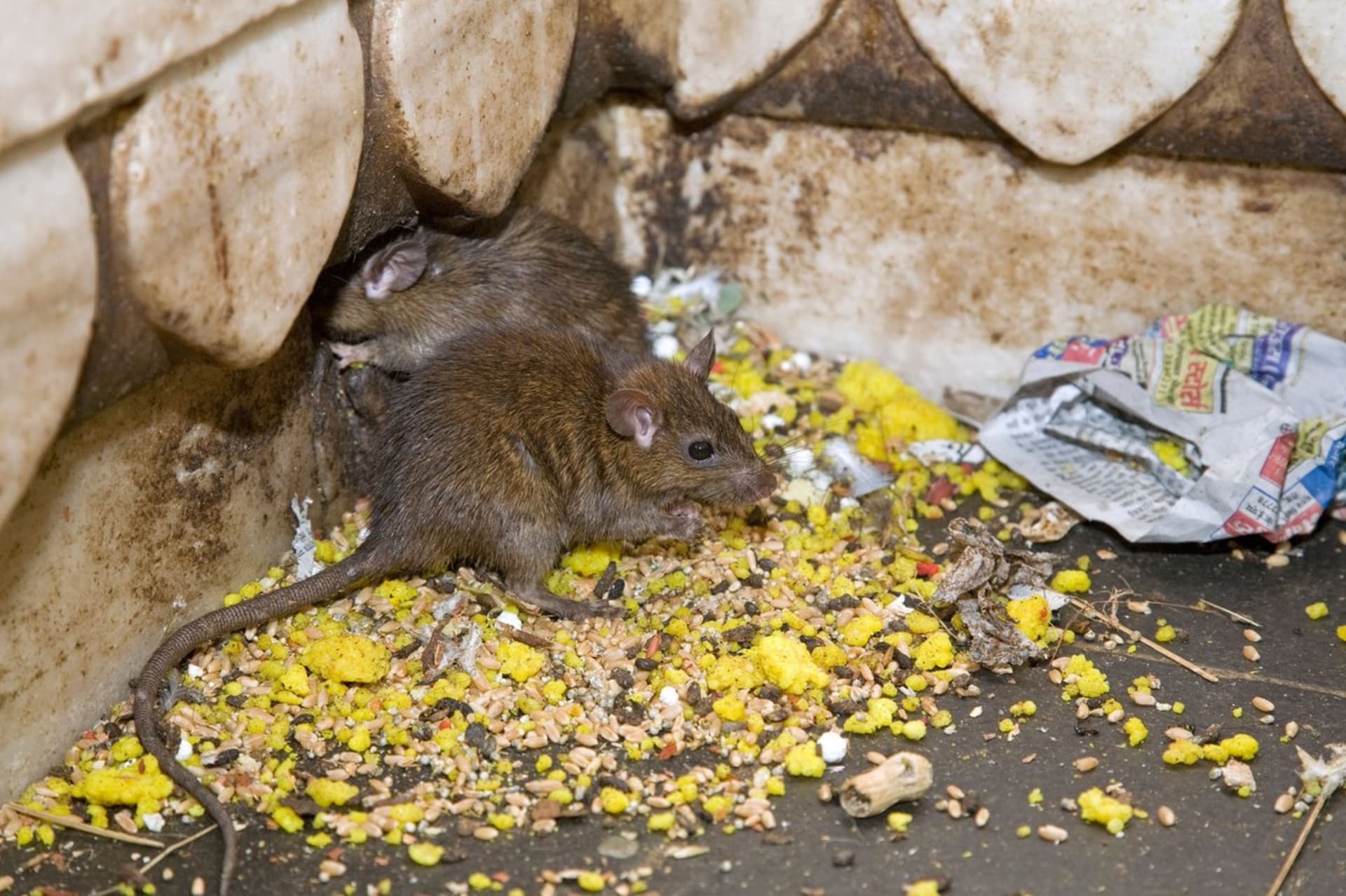Krysy jsou nedotknutelné a návštěvníci je mají šanci vidět úplně všude