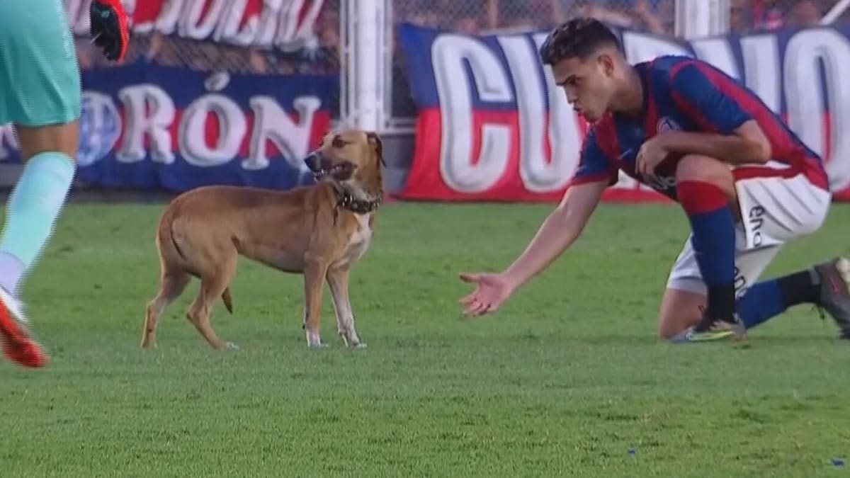 Pes narušil zápas nejvyšší argentinské fotbalové ligy