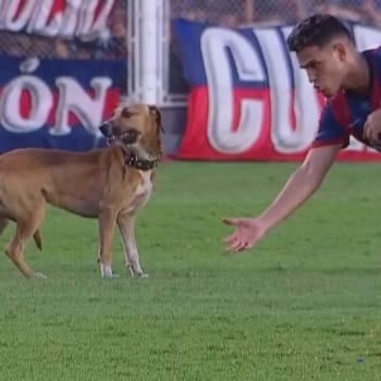 Pes narušil zápas nejvyšší argentinské fotbalové ligy