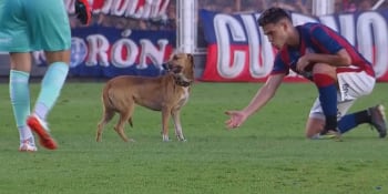 Nečekaný výtržník na fotbalovém hřišti. Zápas v Argentině narušil pes, hráči ho naháněli marně