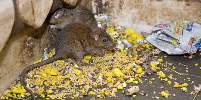Krysy jsou nedotknutelné a návštěvníci je mají šanci vidět úplně všude