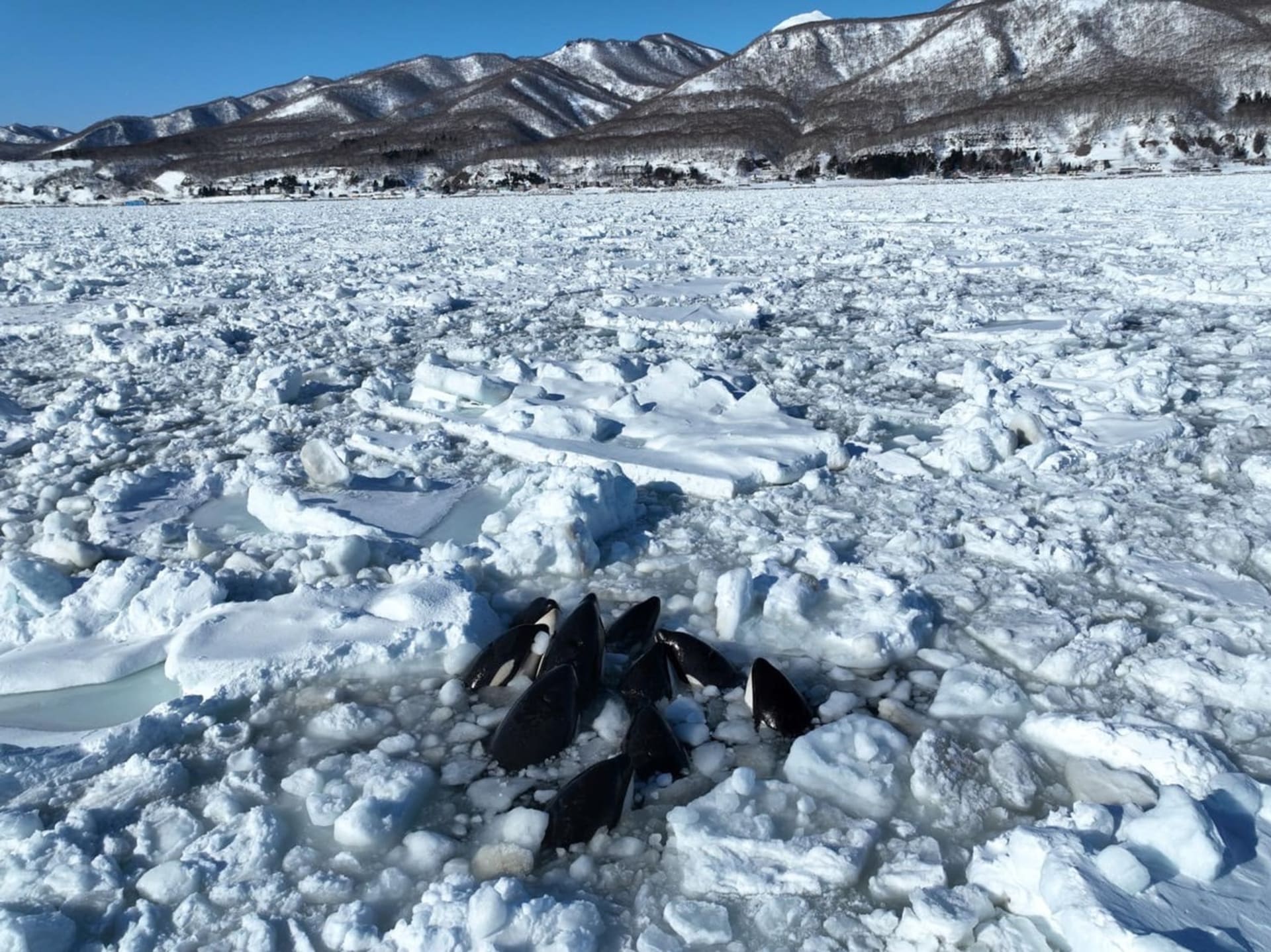 Uvězněné kosatky v ledu den bojovaly o život