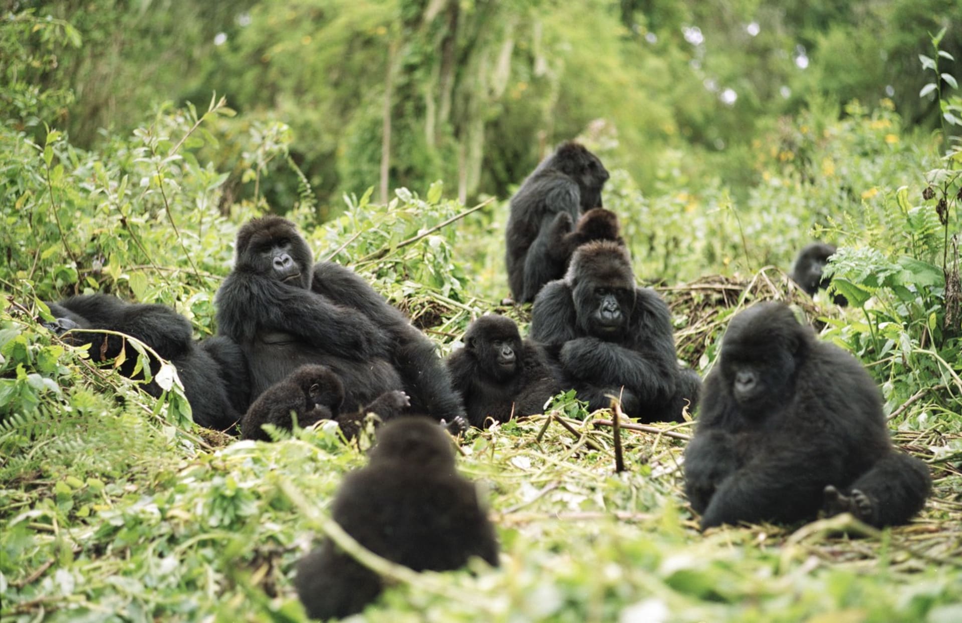 Gorily žijí  v tlupách o počtu 5 do 30 jedinců