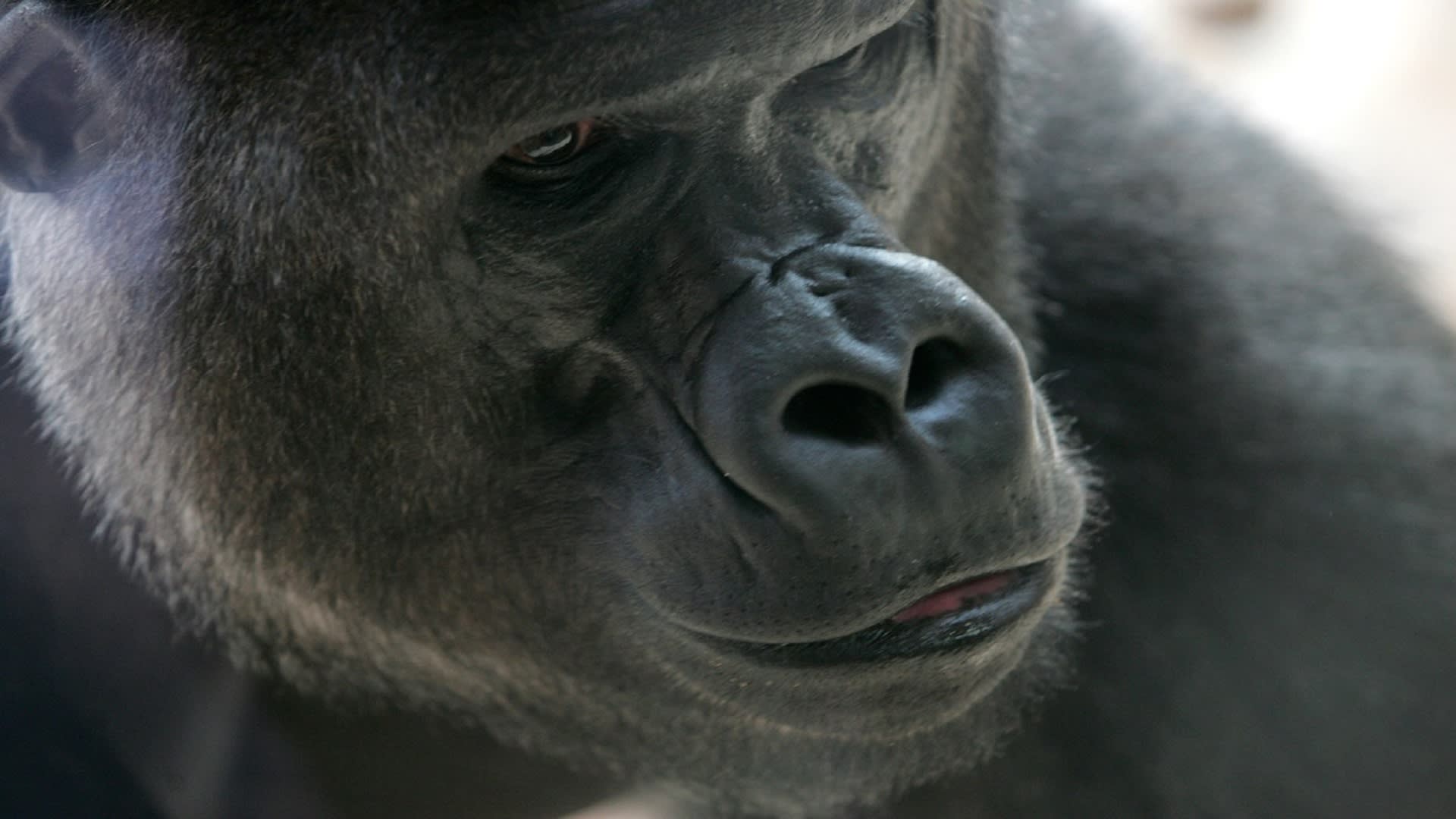 Gorily jsou ze zásady mírumilovné, provokovat je ale nechcete