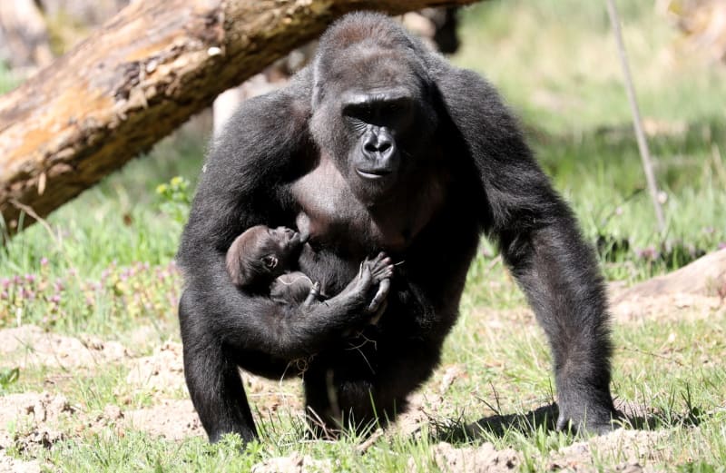 Gorila s mládětem