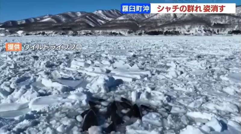 Hejnu kosatek, které uvěznil led u břehů Japonska, se podařilo uniknout