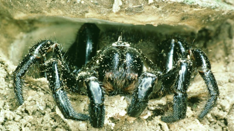 Děsivý pavouk buduje nelítostné pasti. Podívejte se, jak neomylně lapí svou kořist
