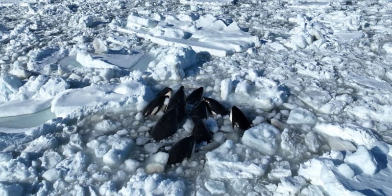 Uvězněné kosatky v ledu den bojovaly o život