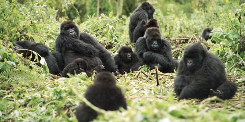 Gorily žijí  v tlupách o počtu 5 do 30 jedinců