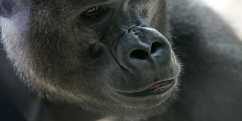 Gorily jsou ze zásady mírumilovné, provokovat je ale nechcete