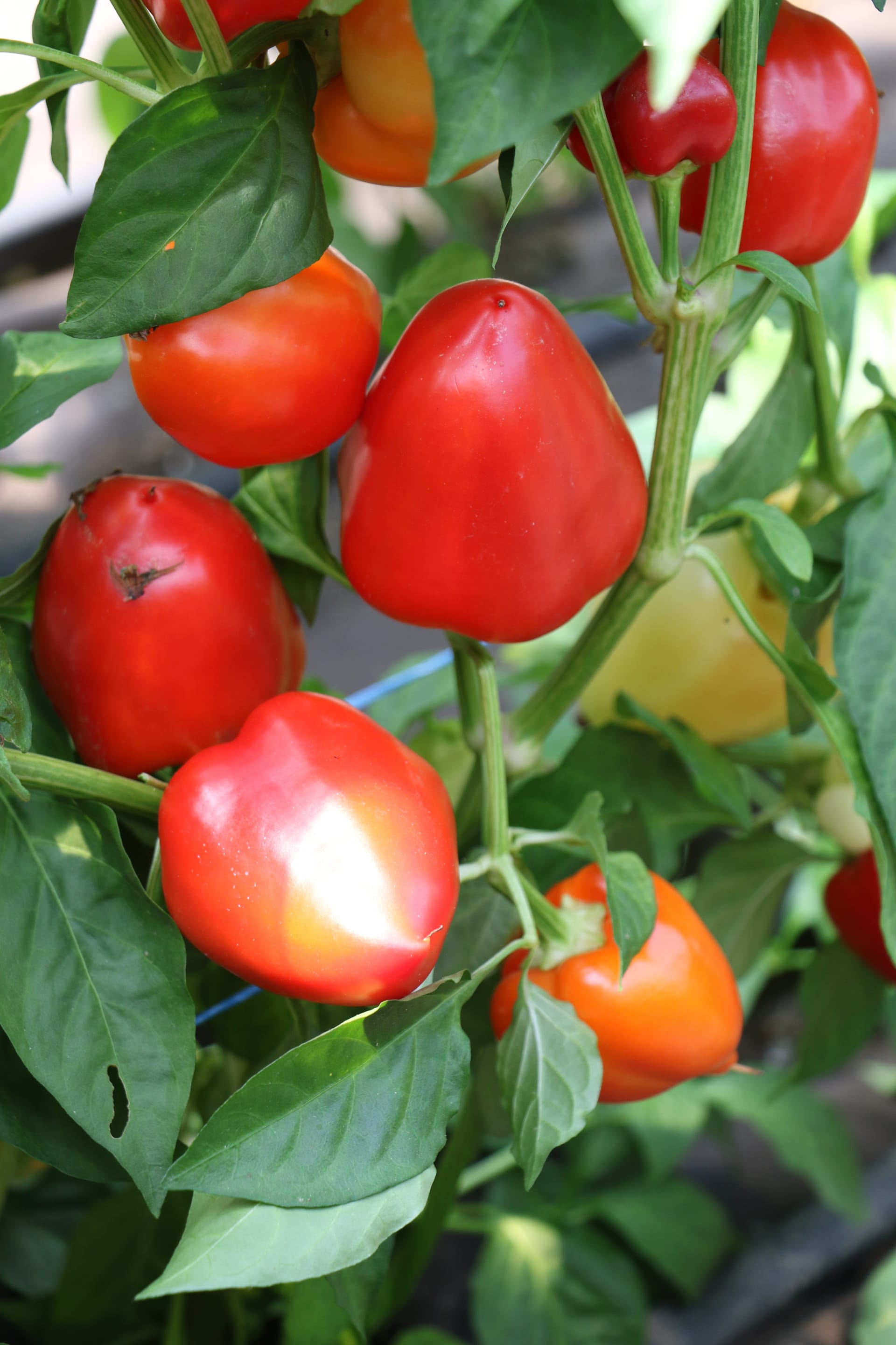 Paprika roční odrůda Somborius F1