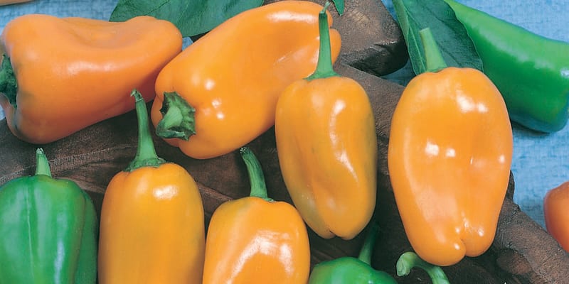 Paprika roční odrůda HAMÍK®