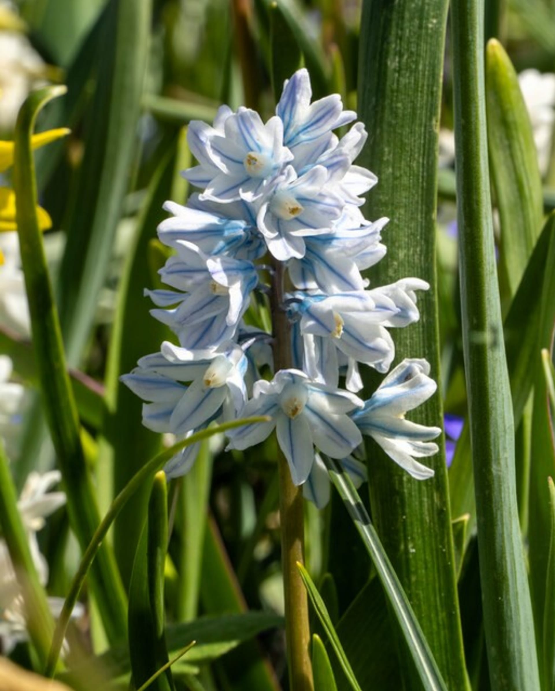 Puškinie ladoňkovitá tvoří bohaté husté hrozny drobných bílých kvítků s výraznými modrými proužky.