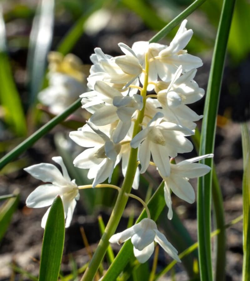 Puškinie ladoňkovitá (Puschkinia scilloides var. libanotica),  bílý kultivar Alba