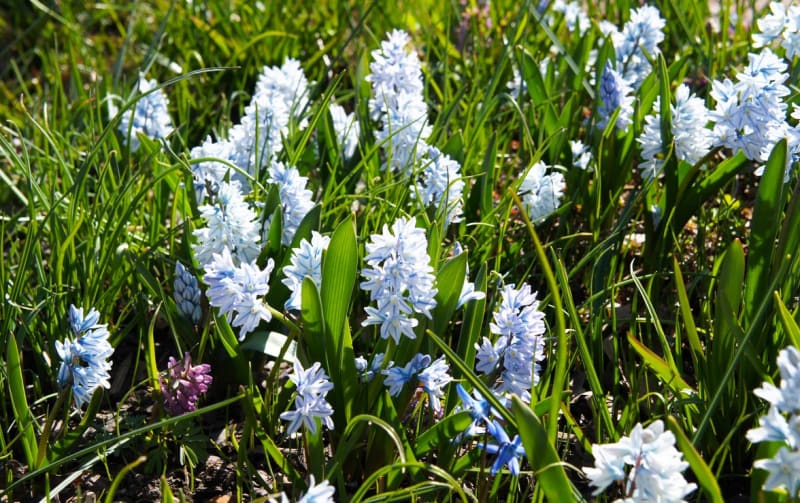 Puškinie ladoňkovitá: I když si puškinii můžeme klidně splést s ladoňkou či ladoničkou, spíše připomíná hyacint.