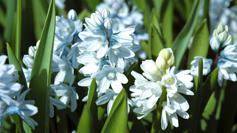 Puškinie kvete už koncem zimy. Jedna z nejkrásnějších jarních cibulovin je podobná hyacintu