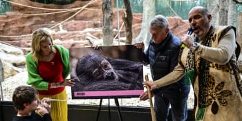 Gorilátko dostalo jméno Mobi, křtu se v zoo chopil primátor. Vnučku slavné Moji matka hýčká