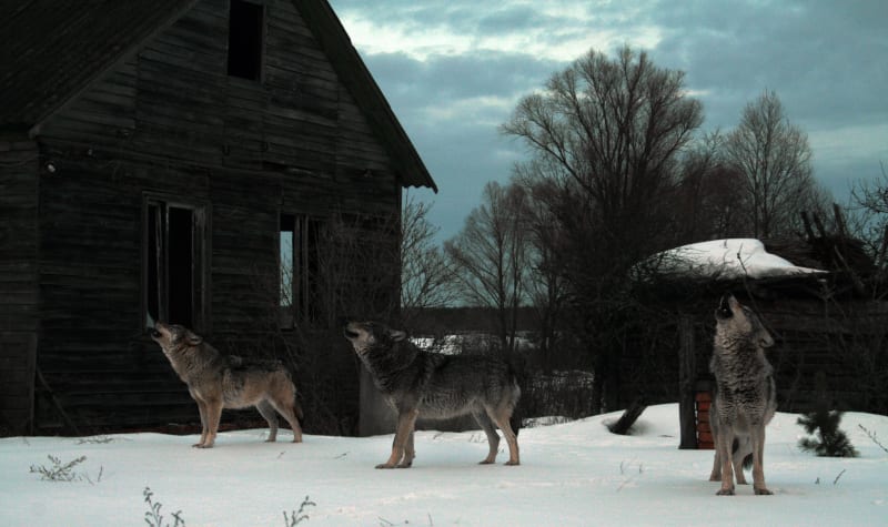 Vědci zkoumali vlky v Černobylu.