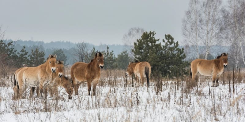 Koně Převalského v Černobylu