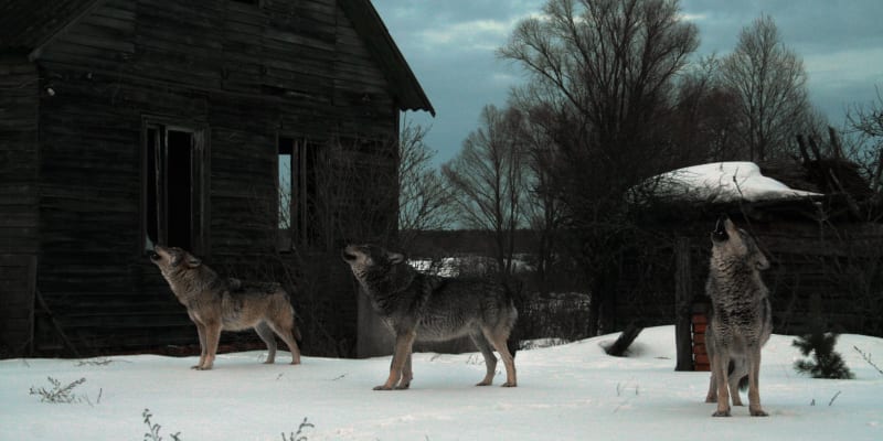 Vědci zkoumali vlky v Černobylu.