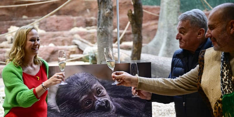 Křest gorilí samičky v zoo Praha