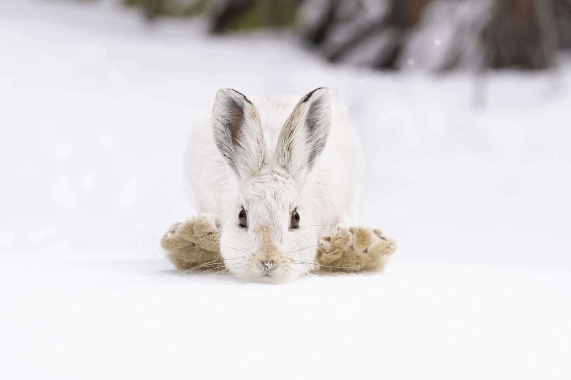 Sněhové botky, Deena Sveinsson
