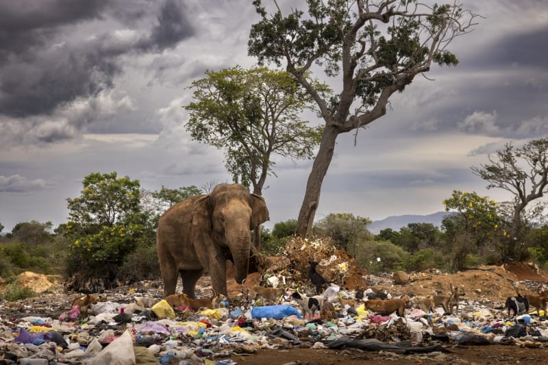 Slon na skládce odpadků, Brent Stirton