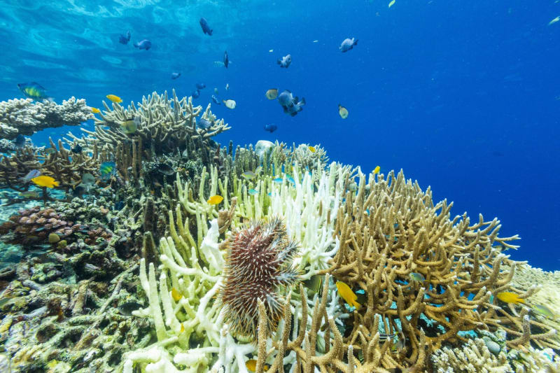 Svačina trnové koruny je pohromou hlavně pro organismy v korálových útesech