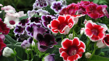 Gloxínie vás okouzlí nádhernými květy. Jak pečovat o atraktivní pokojovou květinu 