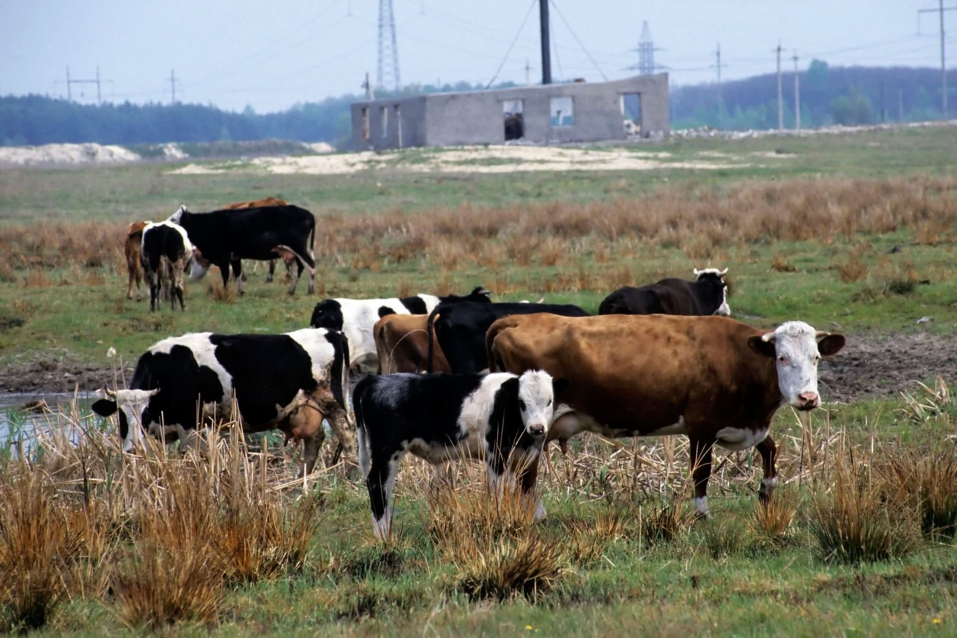 Na polích kolem Černobylu se pasou krávy