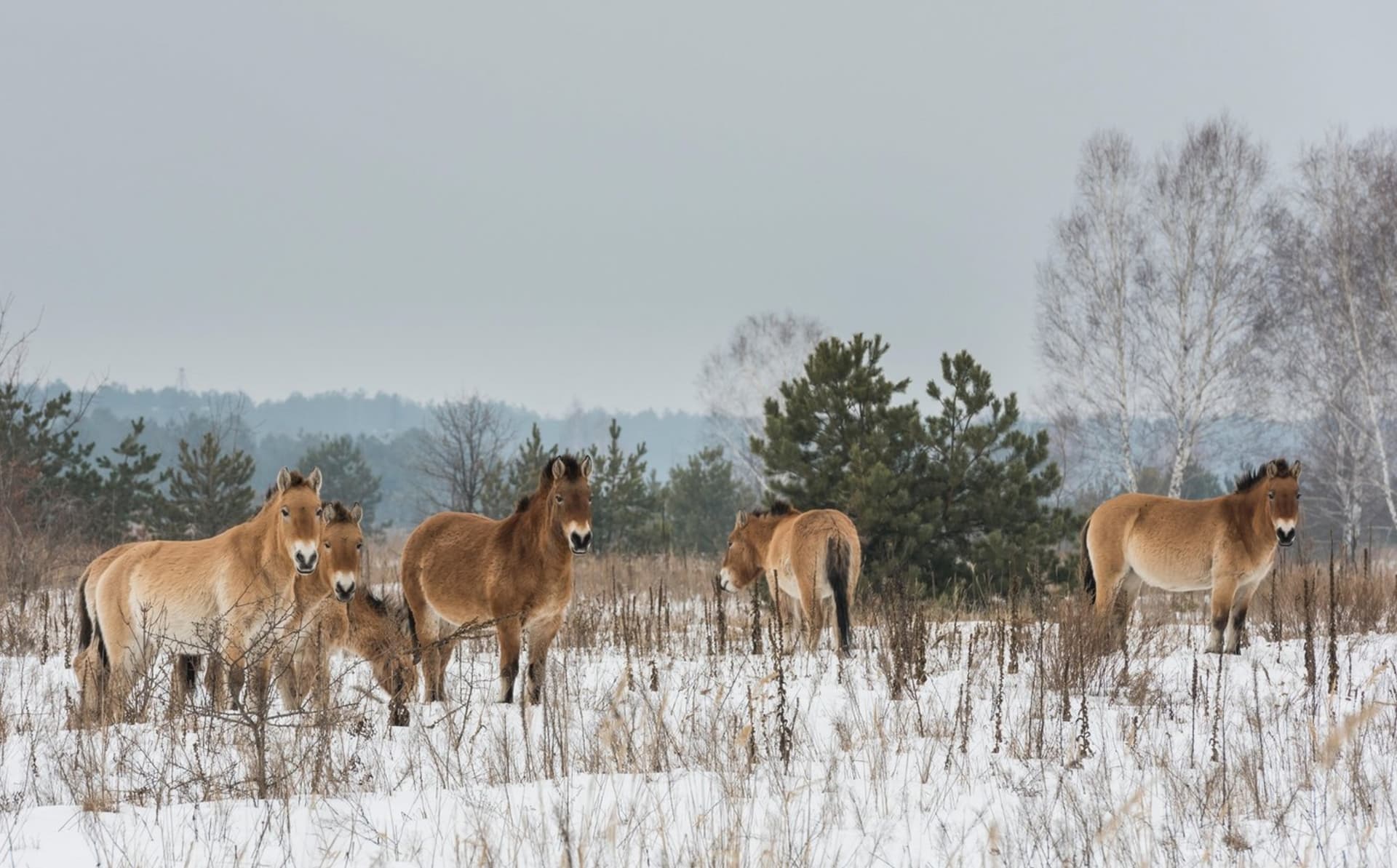 Kromě vlků se v zóně kolem Černobylu pohybují také koně