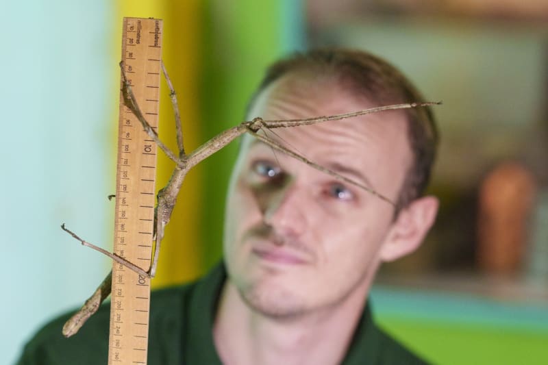 Zaměstnanec londýnské zoo měří jeden z tamních exemplářů strašilky