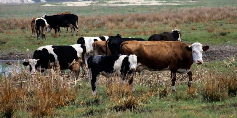 Na polích kolem Černobylu se pasou krávy